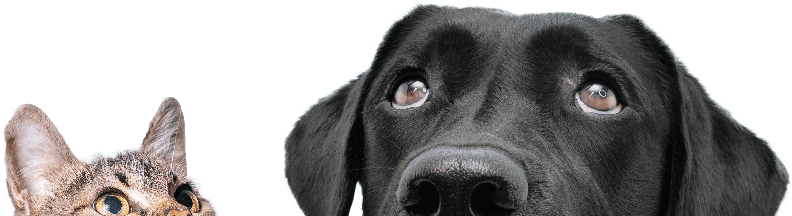 Cat and dog looking up